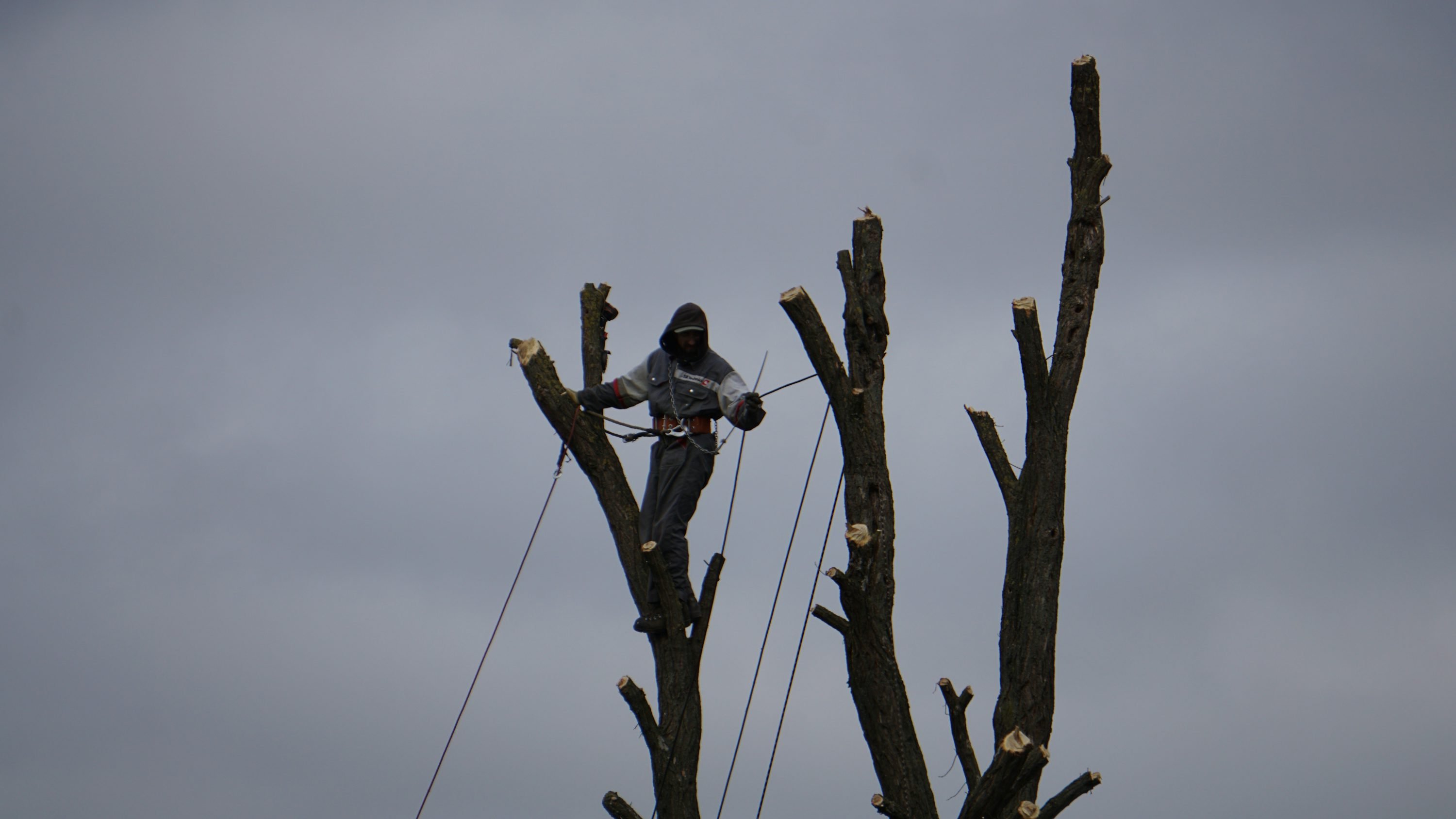 Tree Surgery