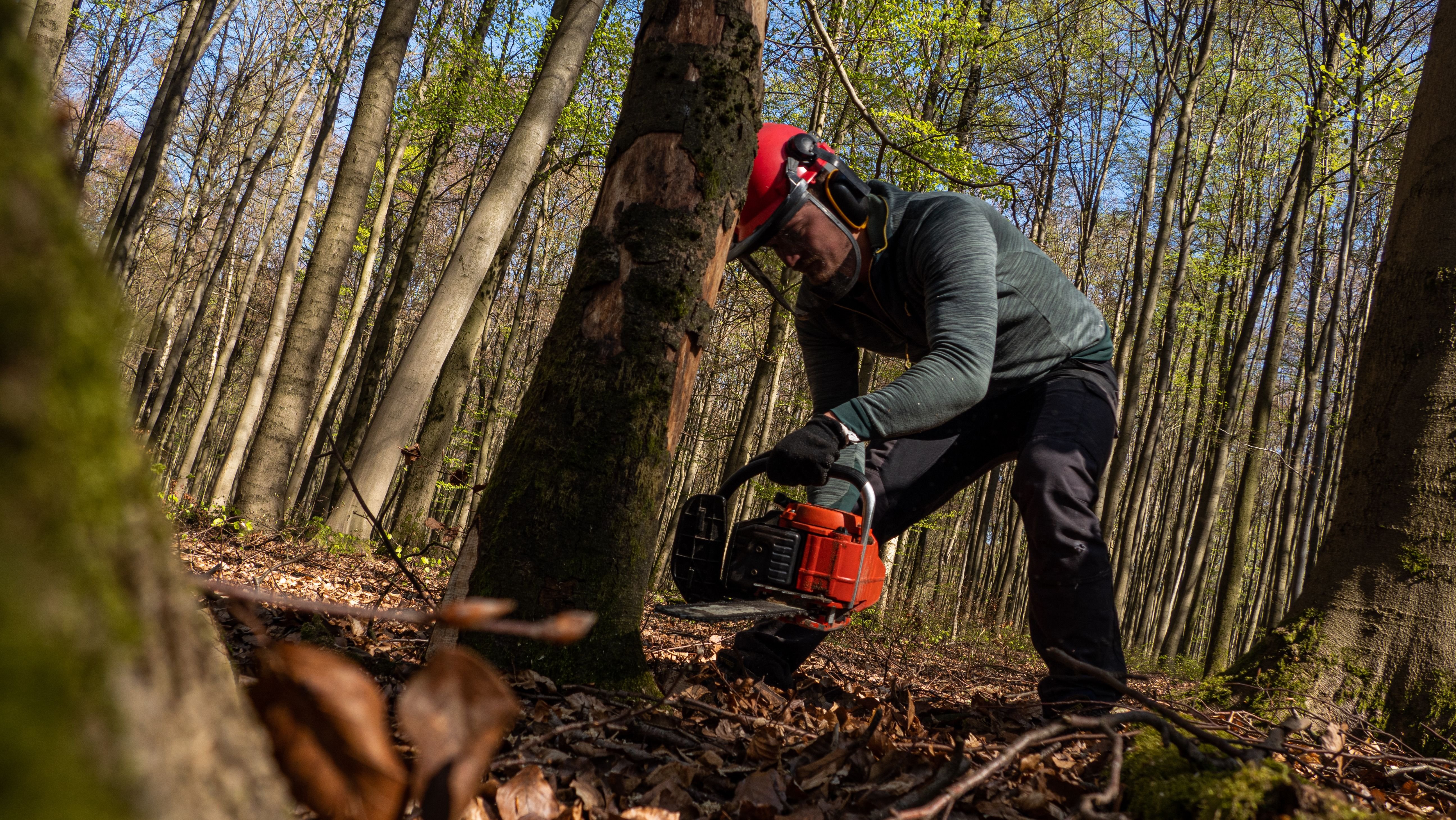 Tree Surgery example 2