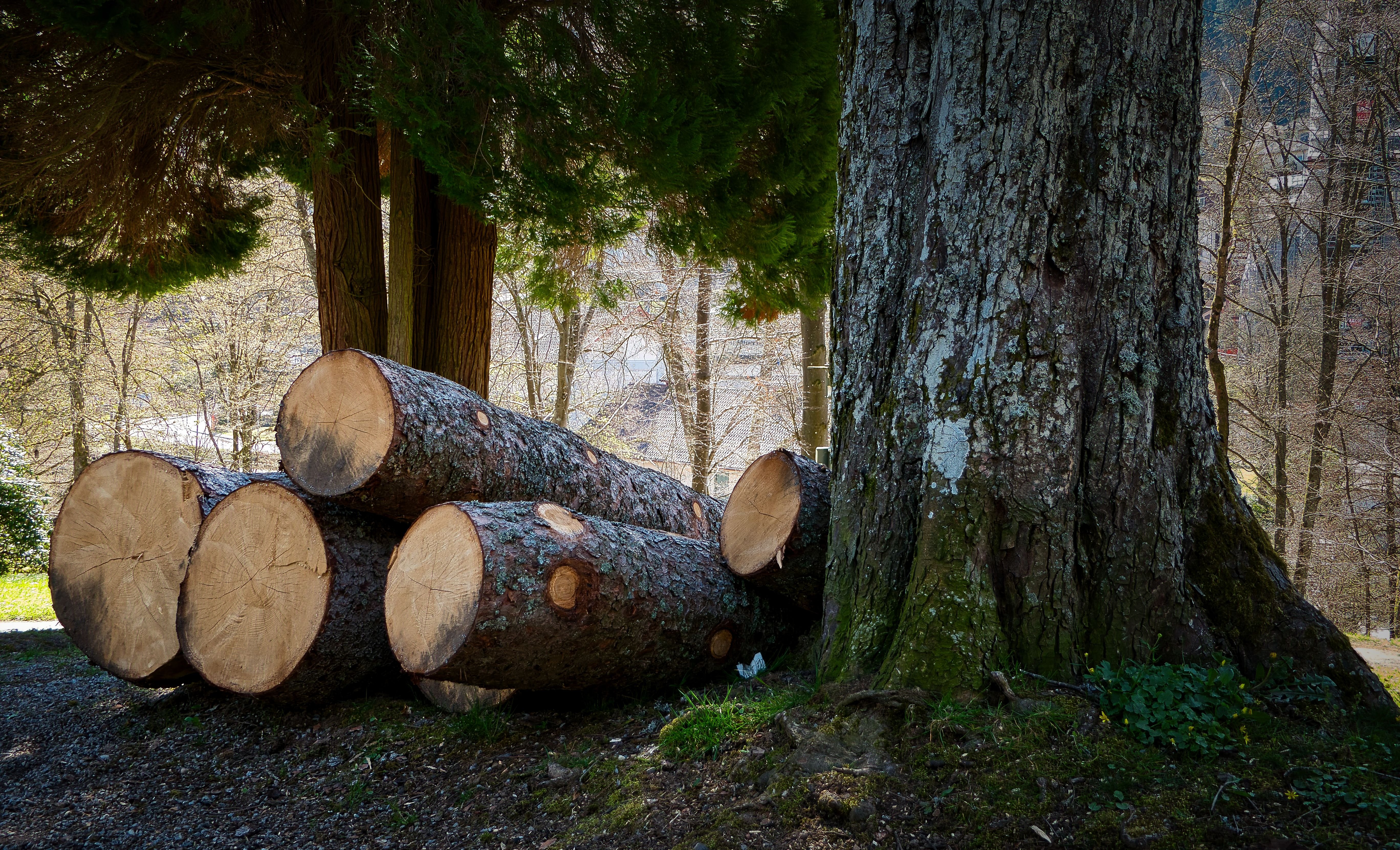 Tree Surgery example 3