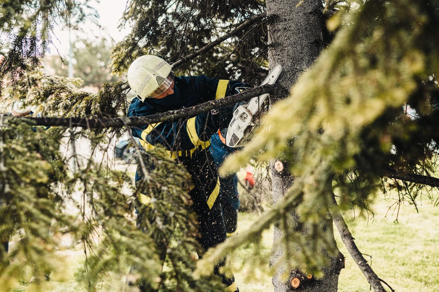 Tree Surgery example 4